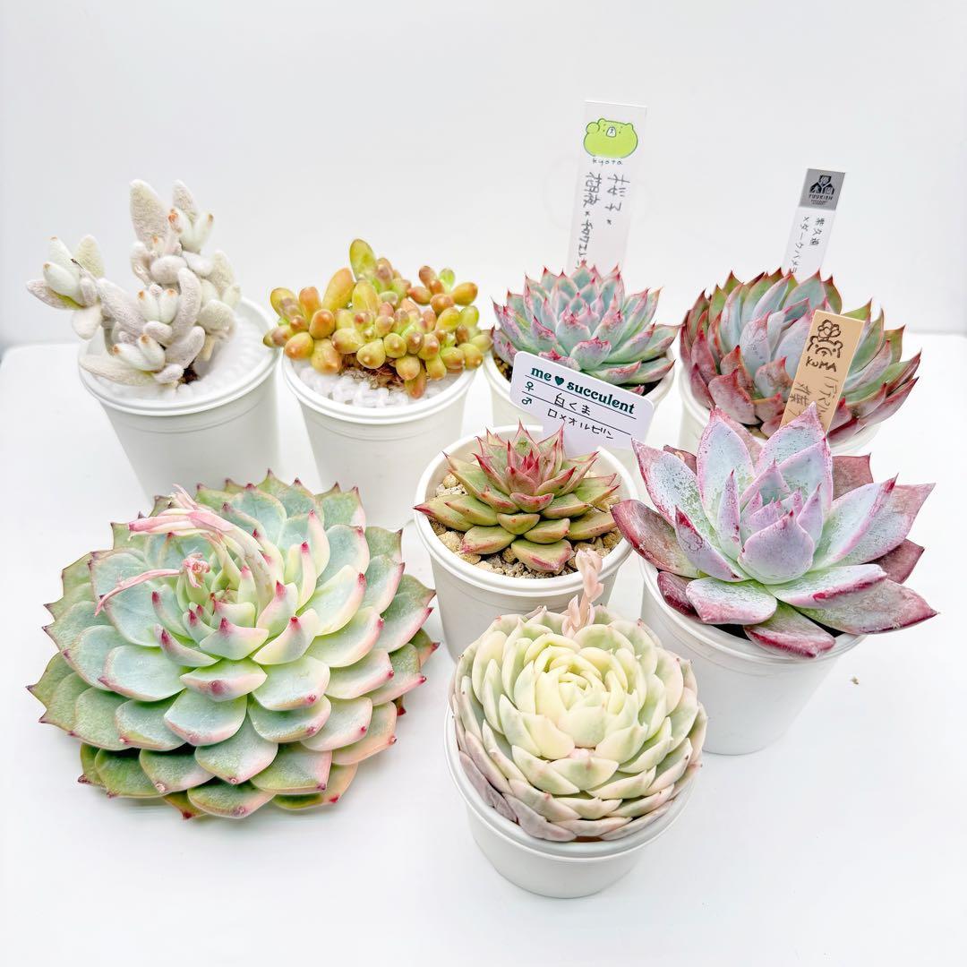 優木園・くまのすけ・kyota・韓国苗 他　メルカリ便発送！