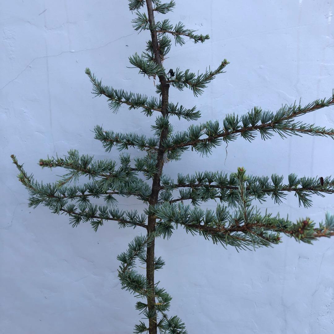 アトラスシーダー　グラウカ　大型