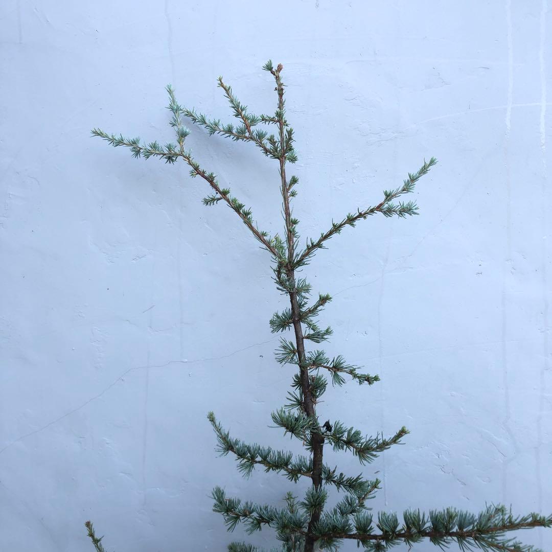 アトラスシーダー　グラウカ　大型