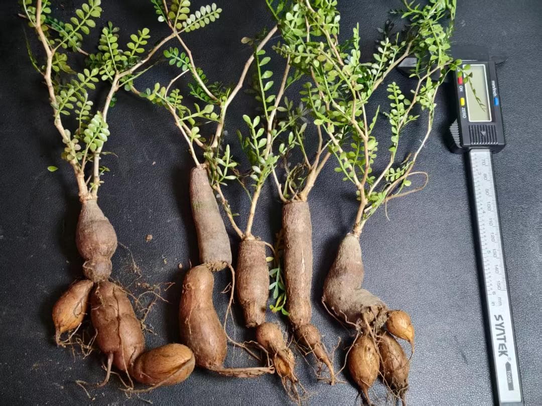 a*m様 オペルクリカリア パキプス／Operculicarya pachypu