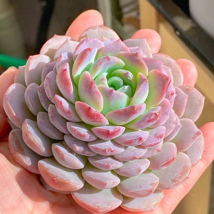 どでかサイズ　アメイジンググレース③