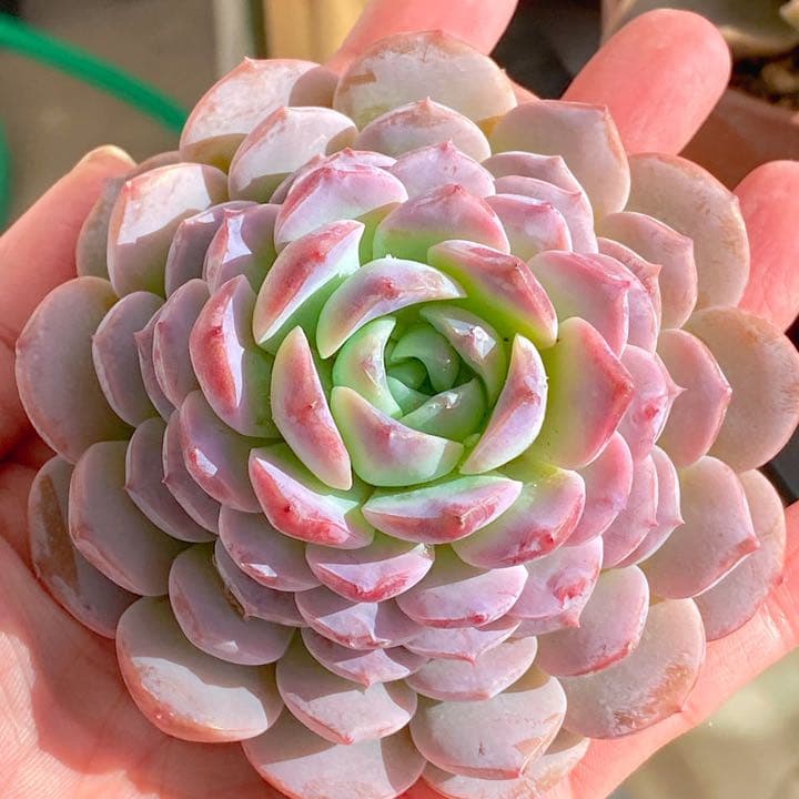 どでかサイズ　アメイジンググレース③