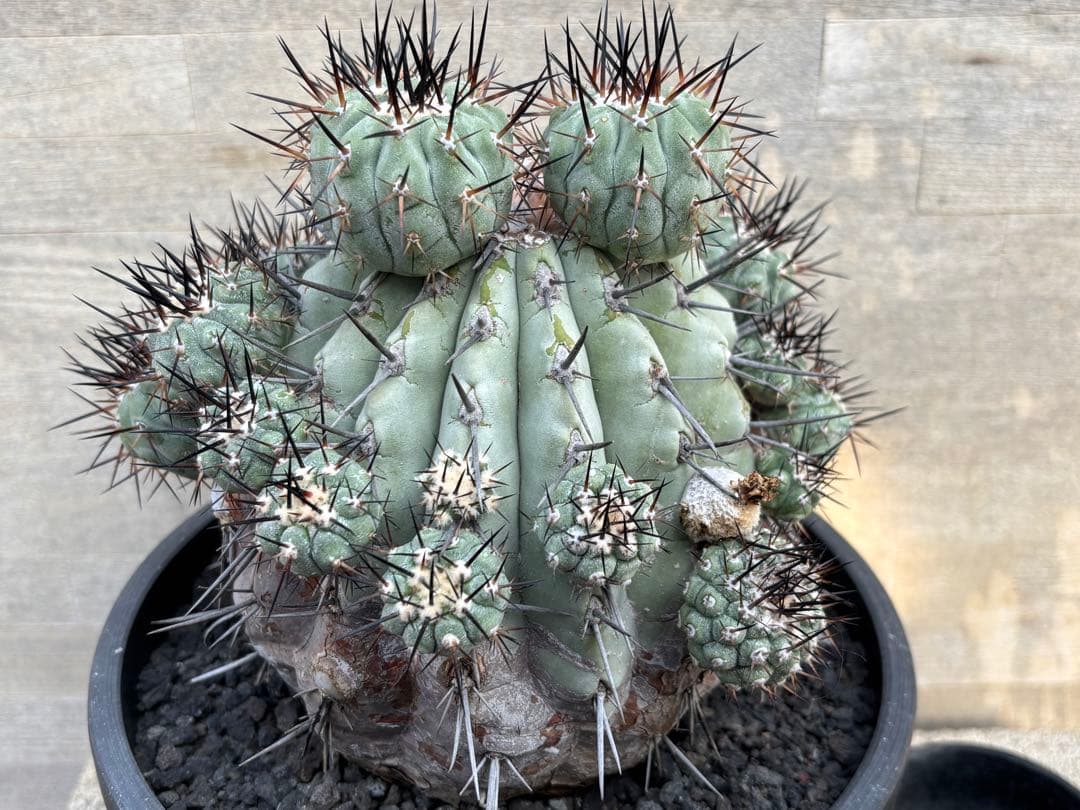 コピアポア　黒王丸　山木　22頭　親木