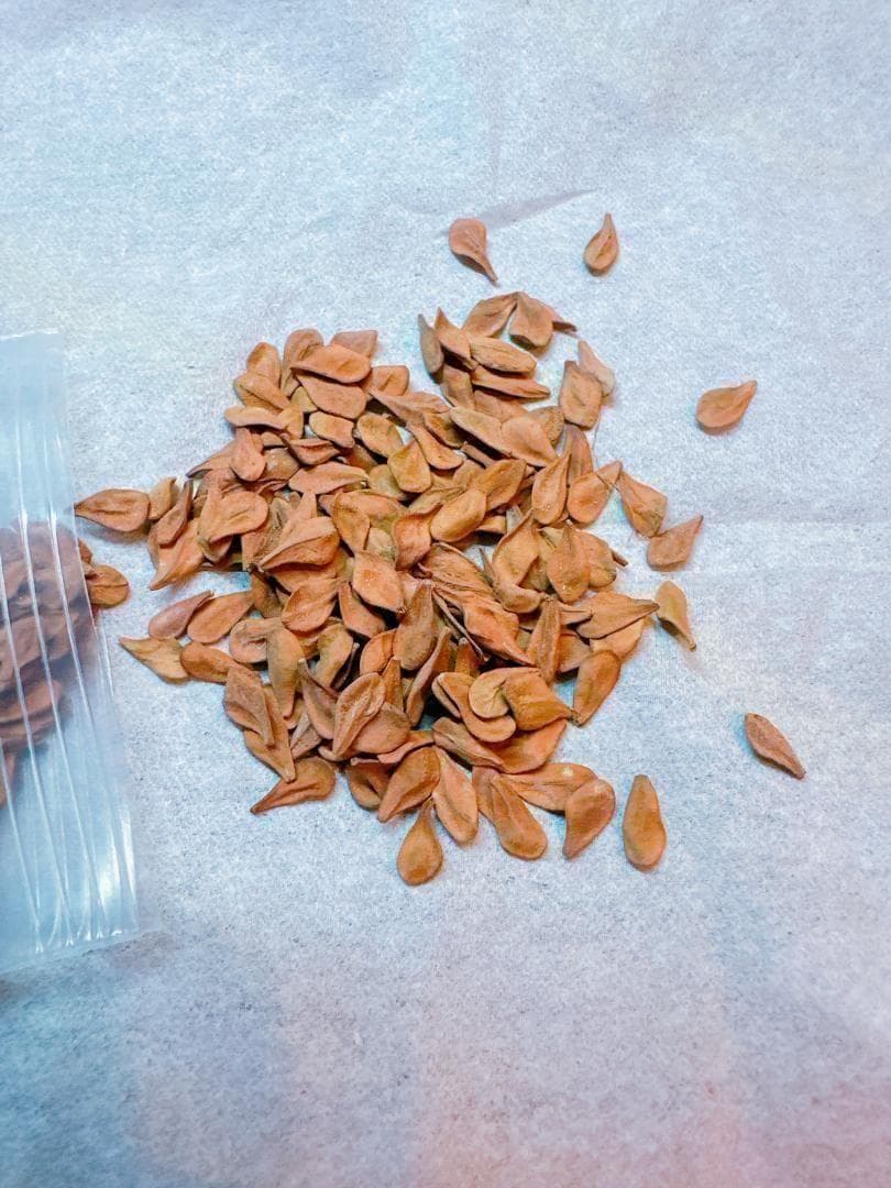 種子 100粒 パキポディウム レアリー Pachypodium lealii