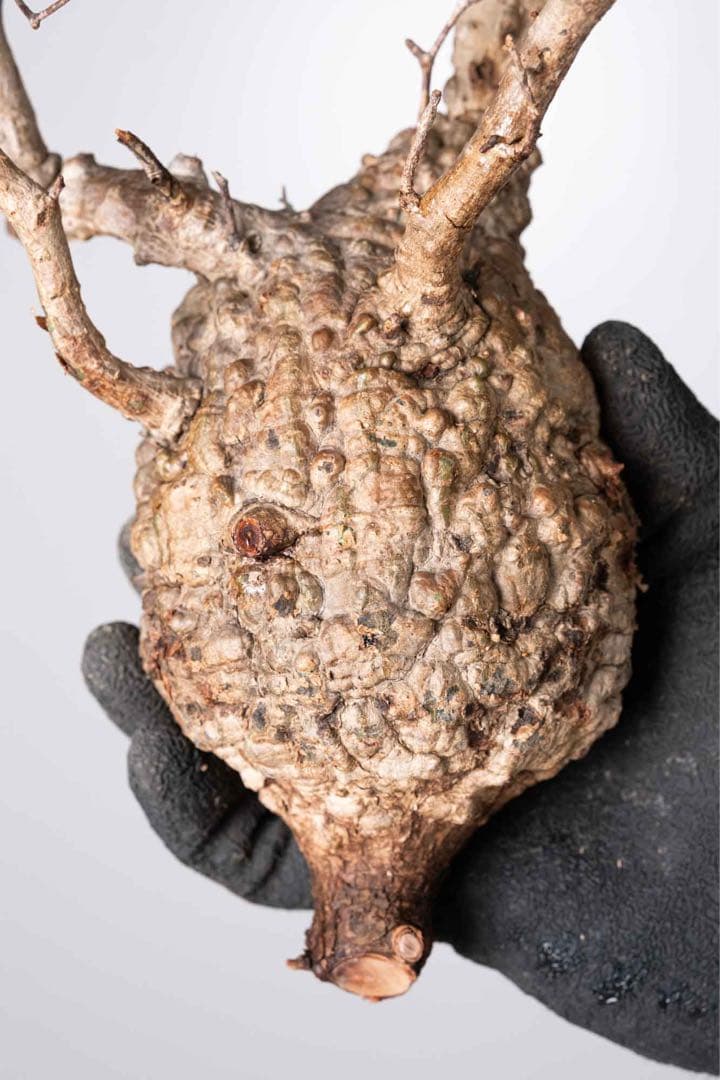 KP126 オペルクリカリア パキプス コーデックス ベアルート株