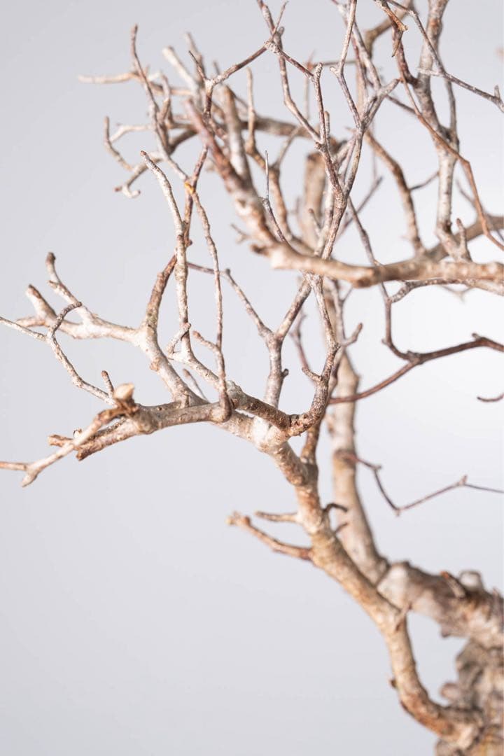 KP126 オペルクリカリア パキプス コーデックス ベアルート株