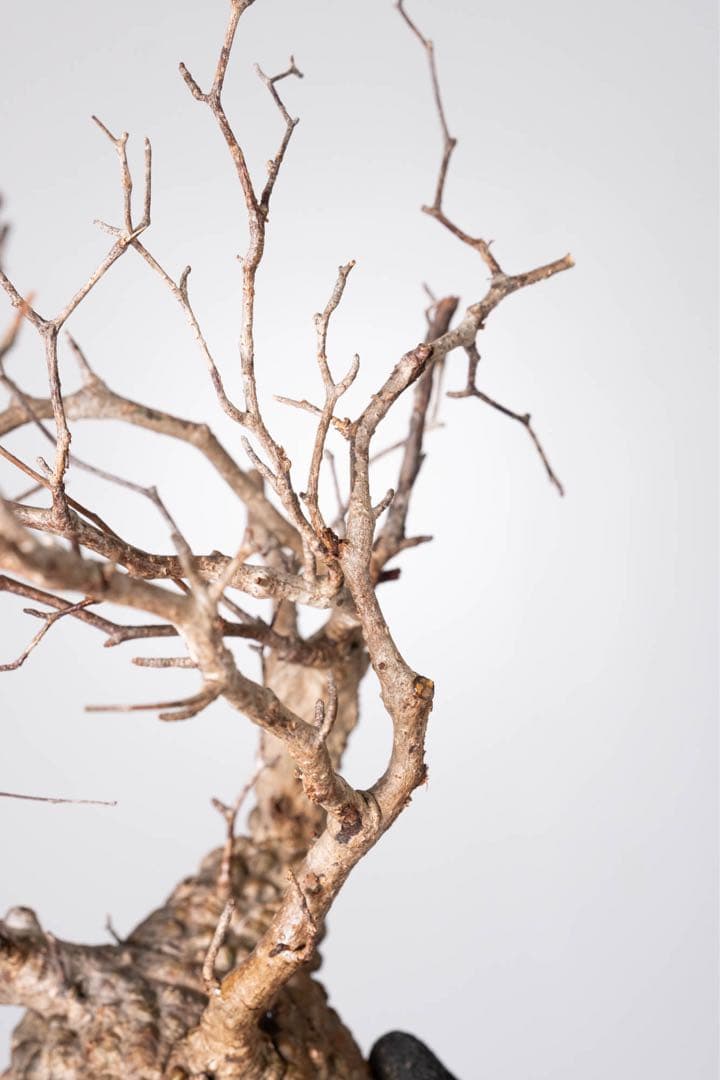 KP126 オペルクリカリア パキプス コーデックス ベアルート株