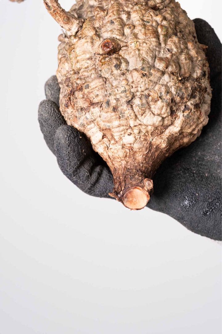 KP126 オペルクリカリア パキプス コーデックス ベアルート株