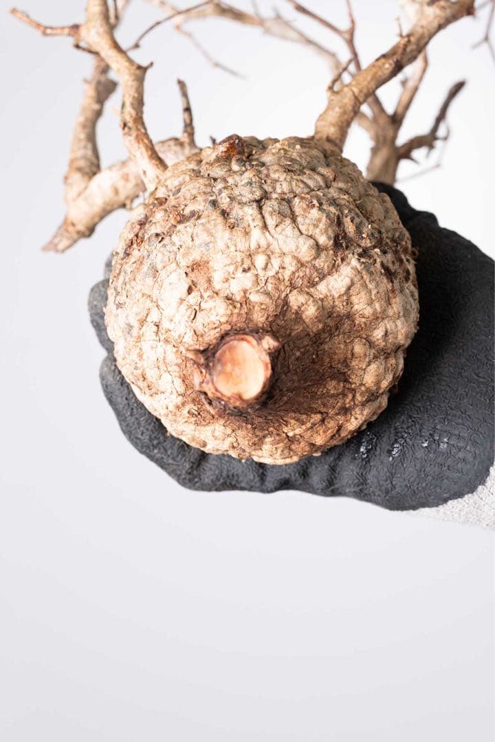 KP126 オペルクリカリア パキプス コーデックス ベアルート株