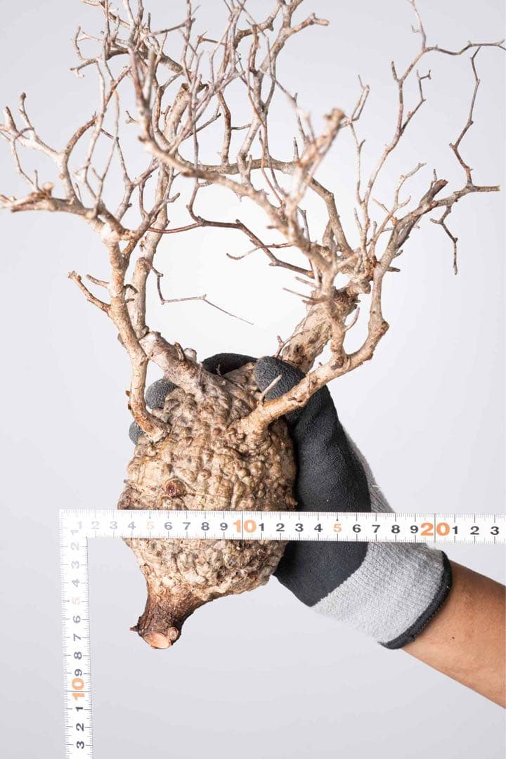 KP126 オペルクリカリア パキプス コーデックス ベアルート株