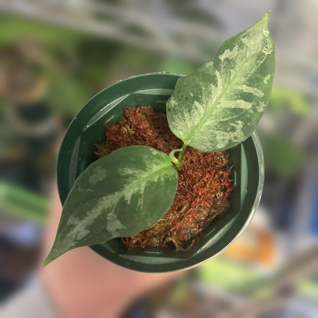 Aglaonemapictum アグラオネマピクタム　ss産地