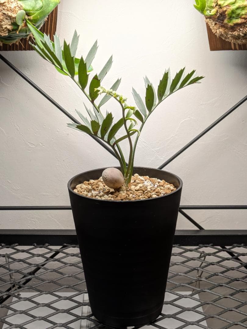 そ*ぶ様 エンセファラルトスホリダス★カイルンシアナパキプス古木オリーブグラキリ