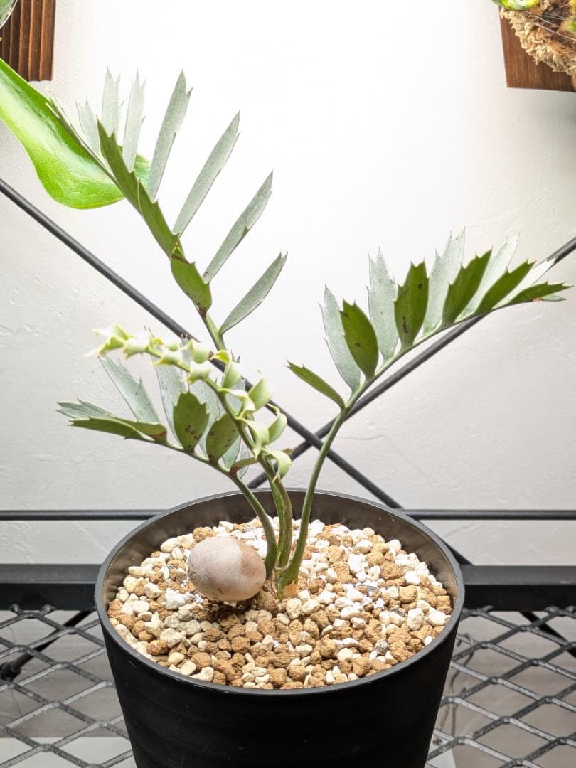 そ*ぶ様 エンセファラルトスホリダス★カイルンシアナパキプス古木オリーブグラキリ