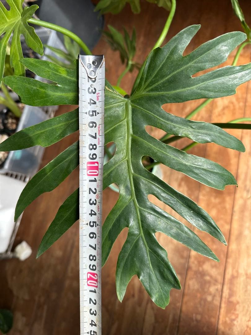 Philodendron selloum variegata セローム斑入り