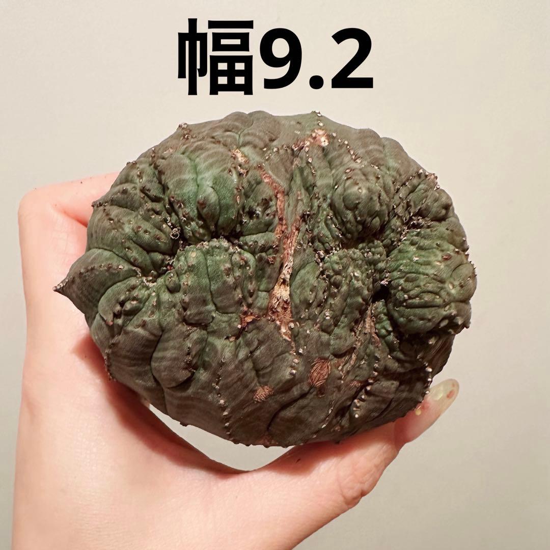 F*i様 ユーフォルビア オベサ 特大 モンスト 綴化 分頭