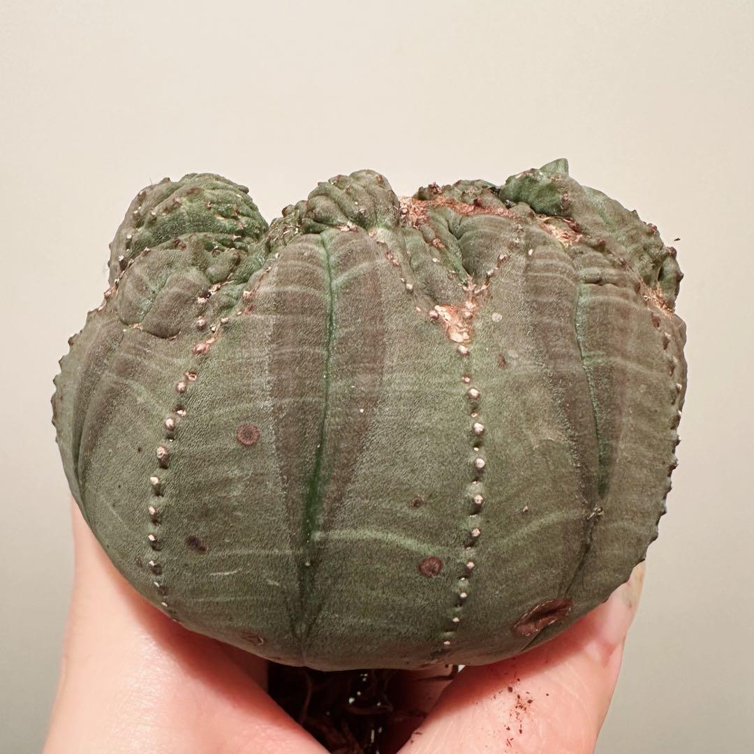 F*i様 ユーフォルビア オベサ 特大 モンスト 綴化 分頭