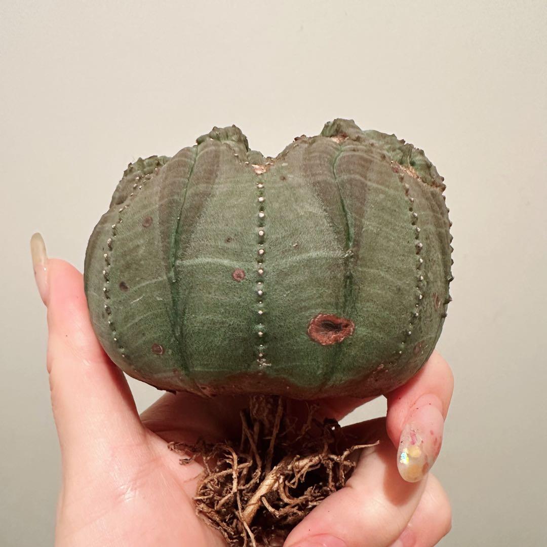 F*i様 ユーフォルビア オベサ 特大 モンスト 綴化 分頭