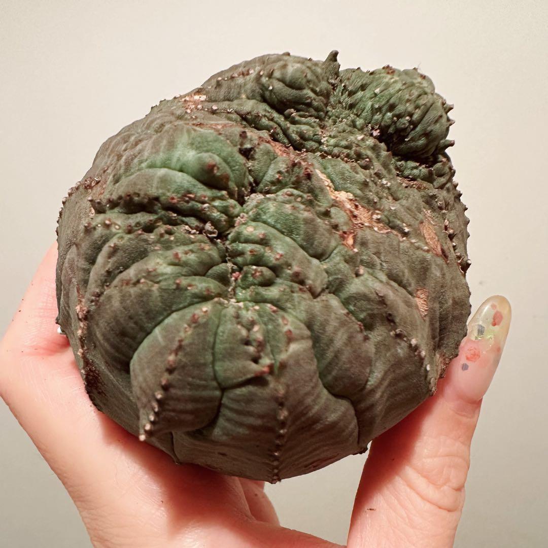 F*i様 ユーフォルビア オベサ 特大 モンスト 綴化 分頭