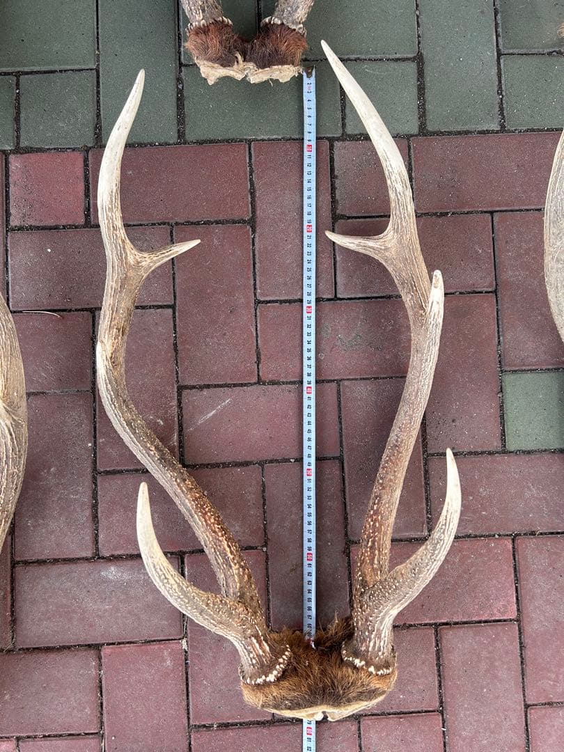 蝦夷鹿の角　14本　全部対　70から80センチ 超大型