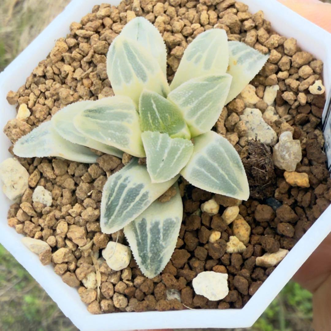 多肉植物 ハオルチア ピグマエア錦糊斑