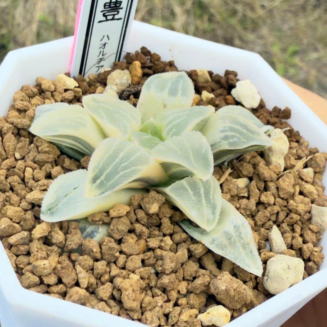 多肉植物 ハオルチア ピグマエア錦糊斑