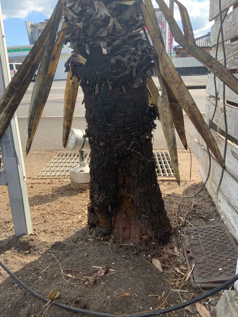 希少ユッカ・カルネロサーナ　ドライガーデン