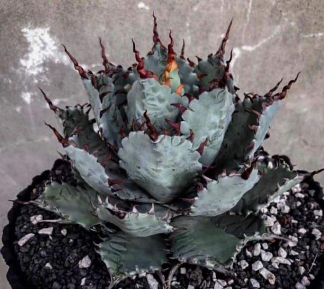 アガベ　ハイブリッド　甲蟹×屈原の舞扇　特特選タイプ 曲棘　連棘　親株の直子