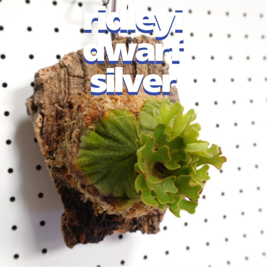 ビカクシダ リドレイ ドワーフ シルバー 小株　R-6