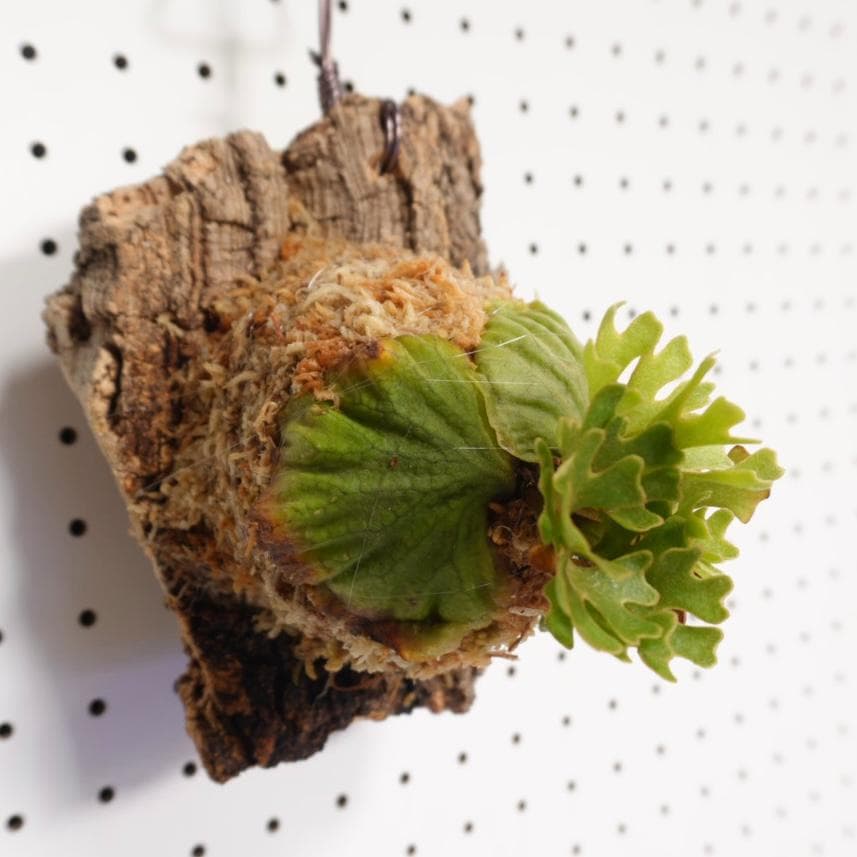 ビカクシダ リドレイ ドワーフ シルバー 小株　R-6