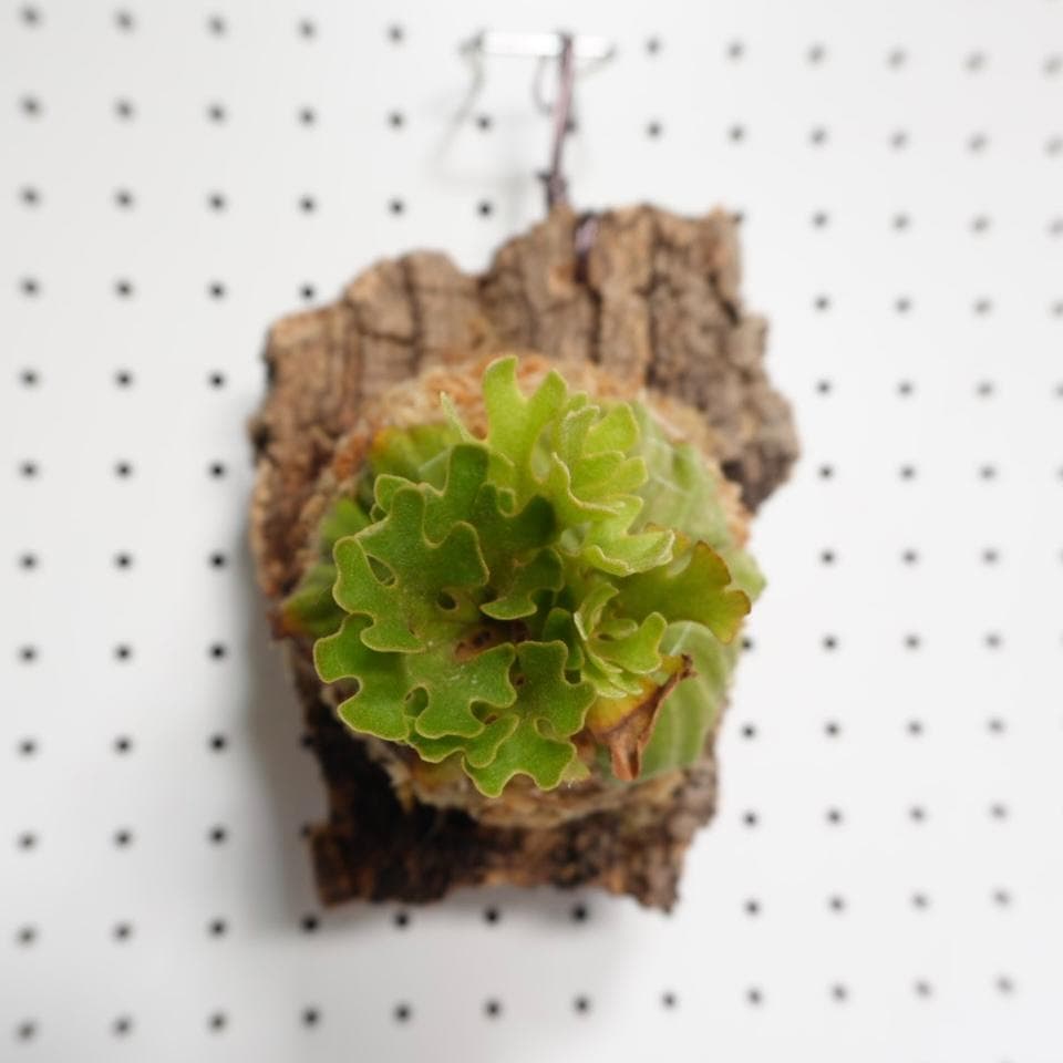 ビカクシダ リドレイ ドワーフ シルバー 小株　R-6