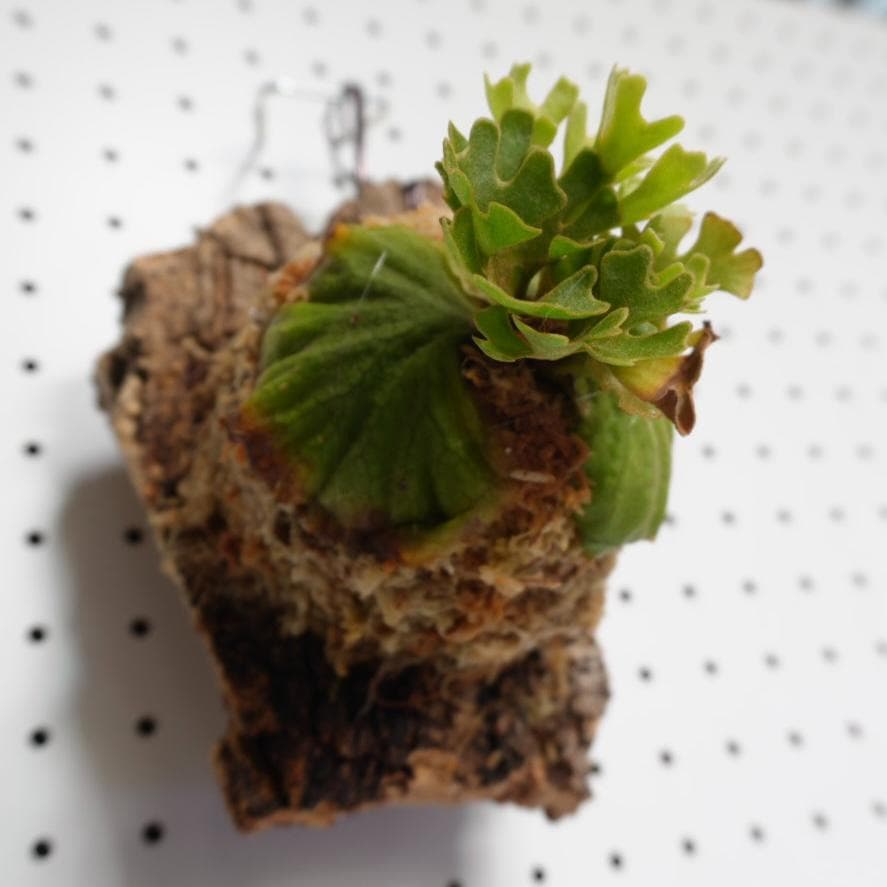 ビカクシダ リドレイ ドワーフ シルバー 小株　R-6