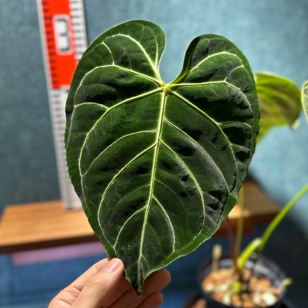 Anthurium regale アンスリウム レガレ