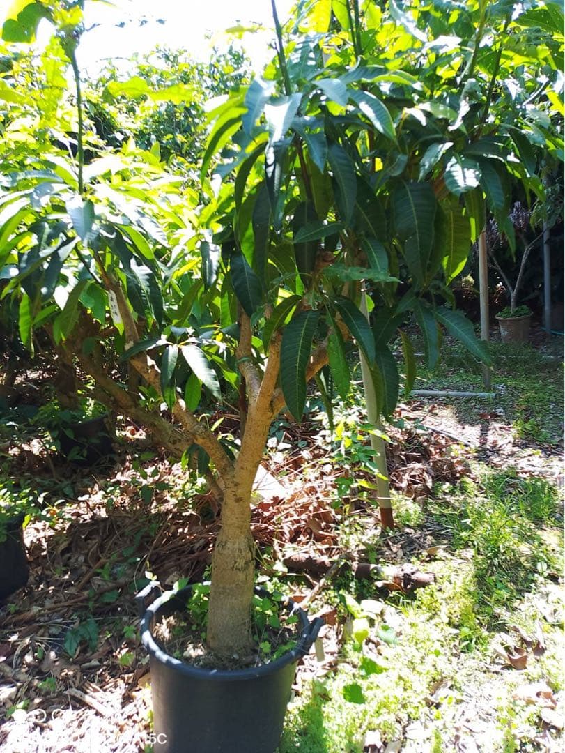 特大　希少　台湾金蜜マンゴー接木苗木　実なった実績あり