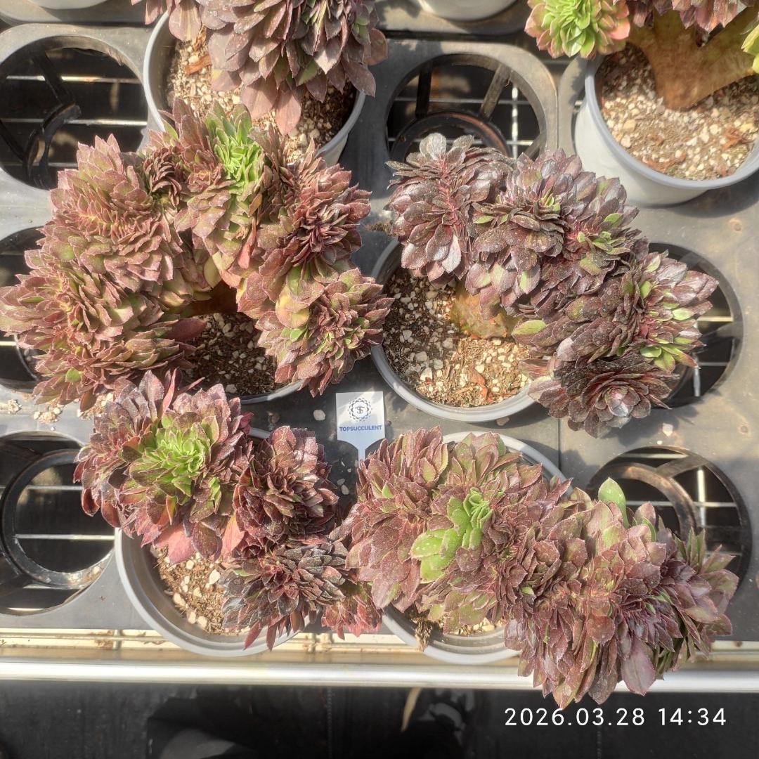 Top【選抜株】多肉植物　23283アエオニウム　ウィッチ 12個　鉢無し/脱土