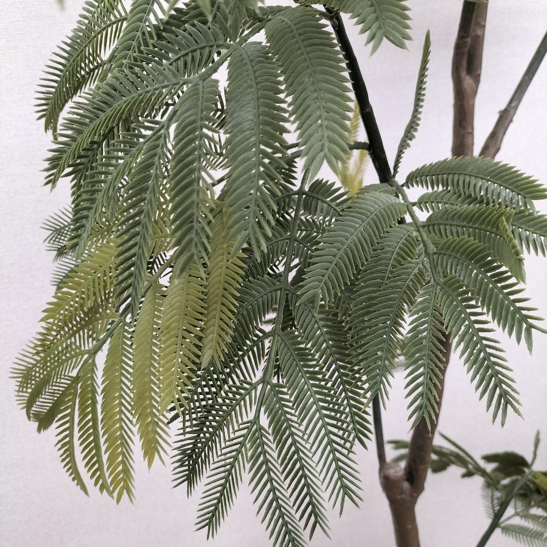 人工観葉植物 インテリア エバーフレッシュ 展示品(O-2601FB15)