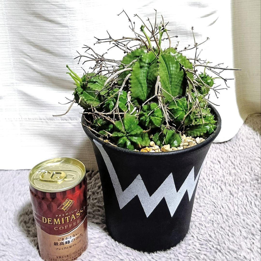 ユーフォルビアバリダ✳️大株 群生 4.5号鉢付き スーパーバリダ