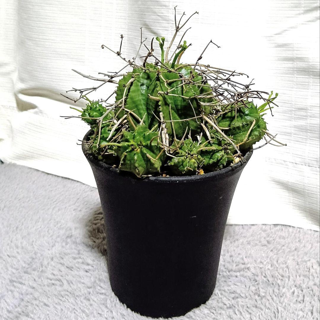 ユーフォルビアバリダ✳️大株 群生 4.5号鉢付き スーパーバリダ