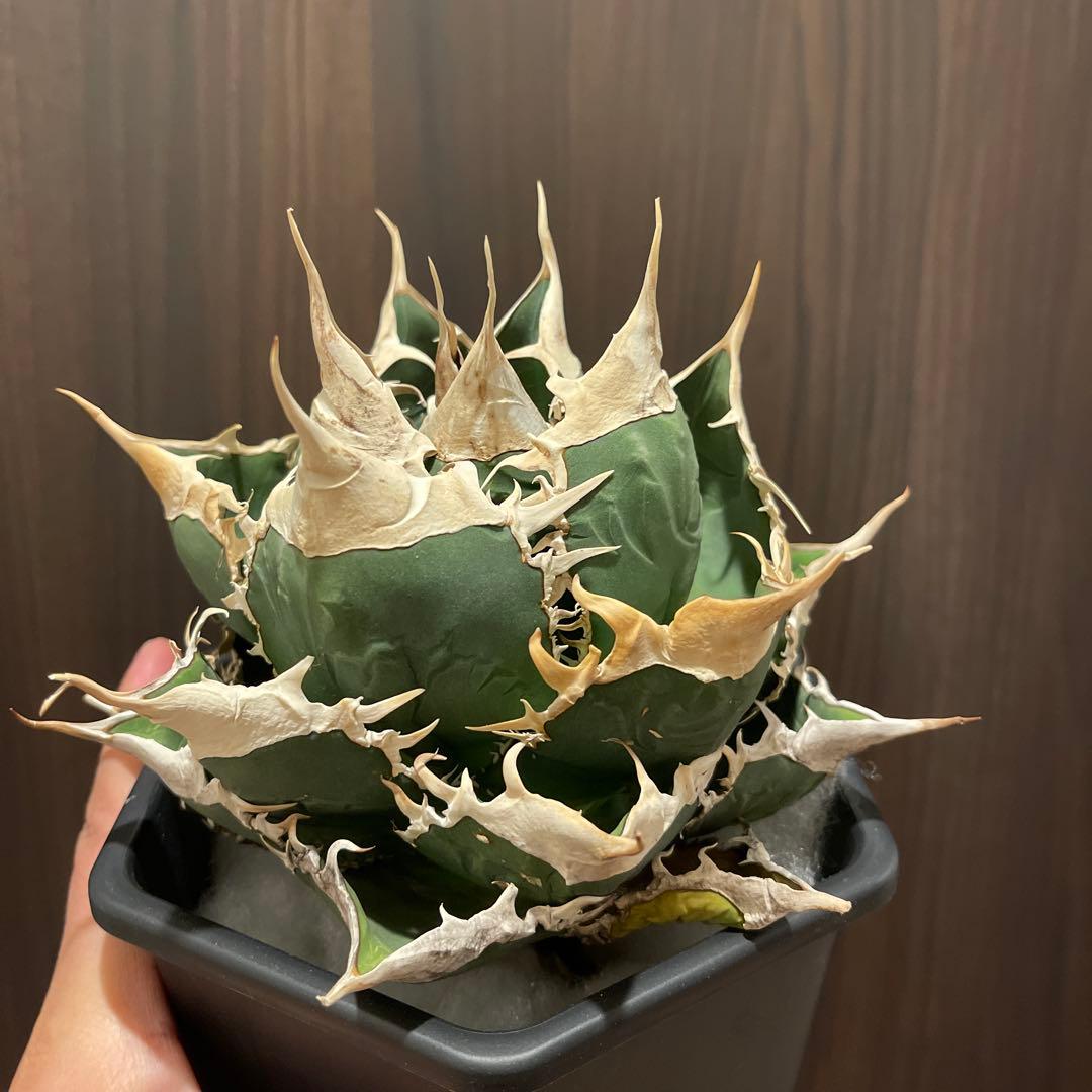 アガベ オテロイ 緑幽霊 初代親株 A128