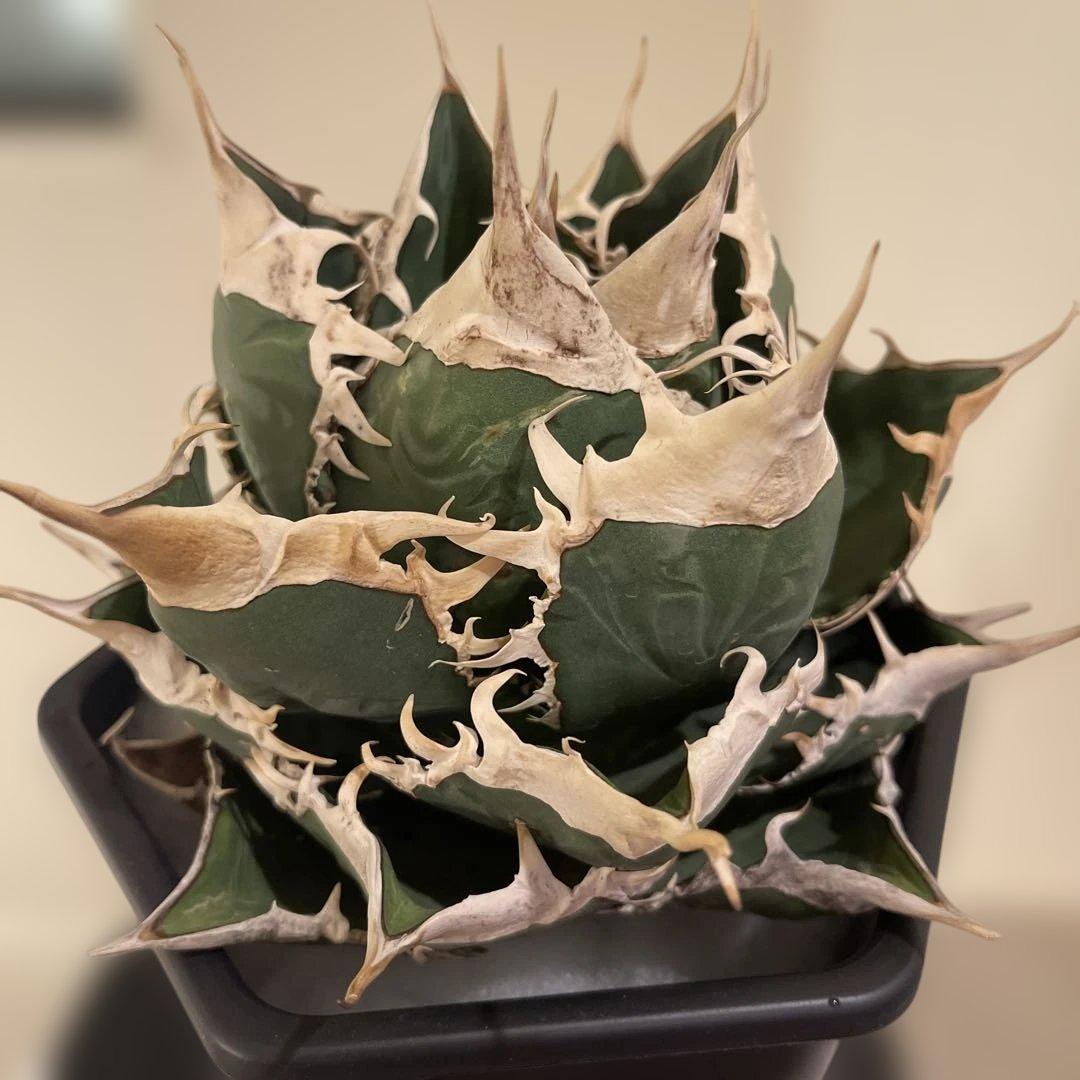 アガベ オテロイ 緑幽霊 初代親株 A128