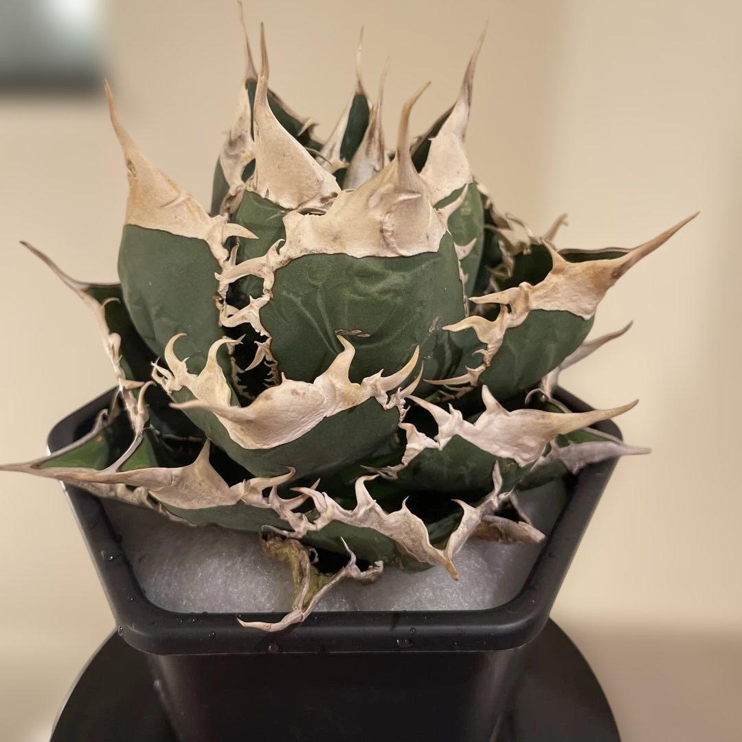 アガベ オテロイ 緑幽霊 初代親株 A128