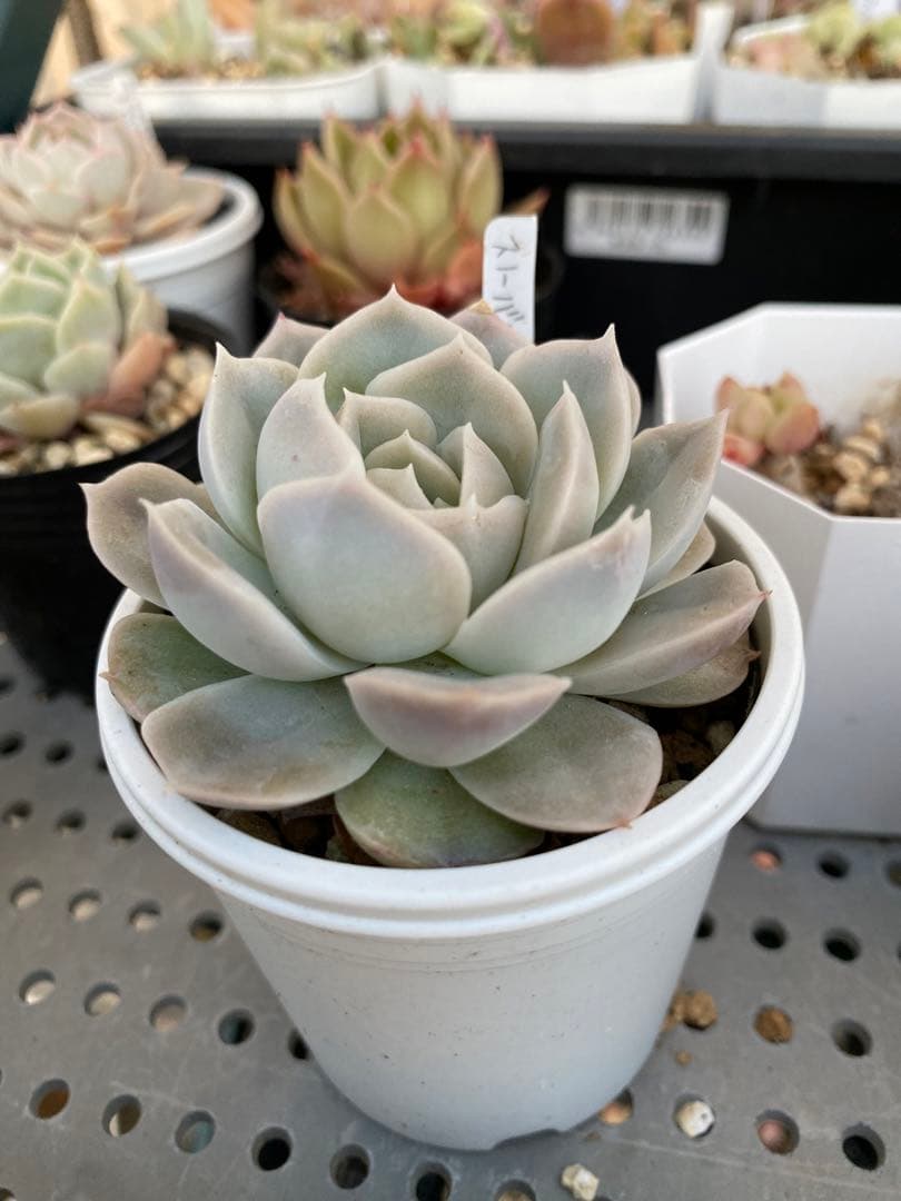 多肉植物　スノーバニー