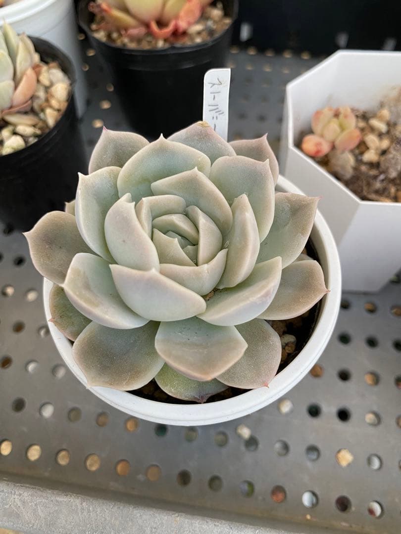 多肉植物　スノーバニー