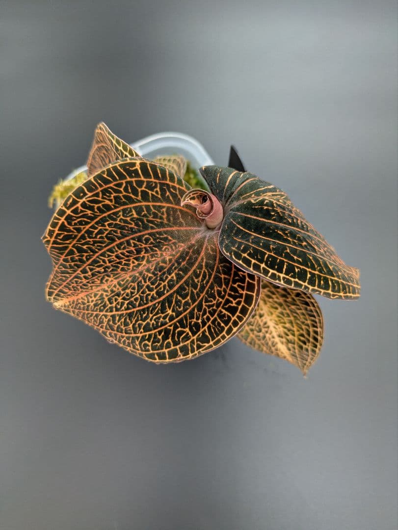 アネクトキルス ローズゴールド｜ドッシニア級サイズ｜巨大株｜ジュエルオーキッド