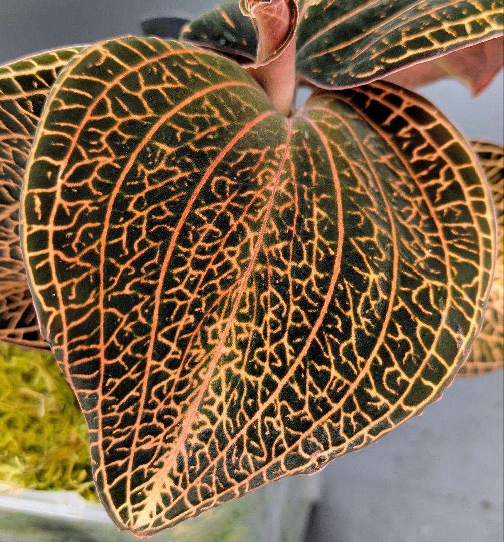 アネクトキルス ローズゴールド｜ドッシニア級サイズ｜巨大株｜ジュエルオーキッド