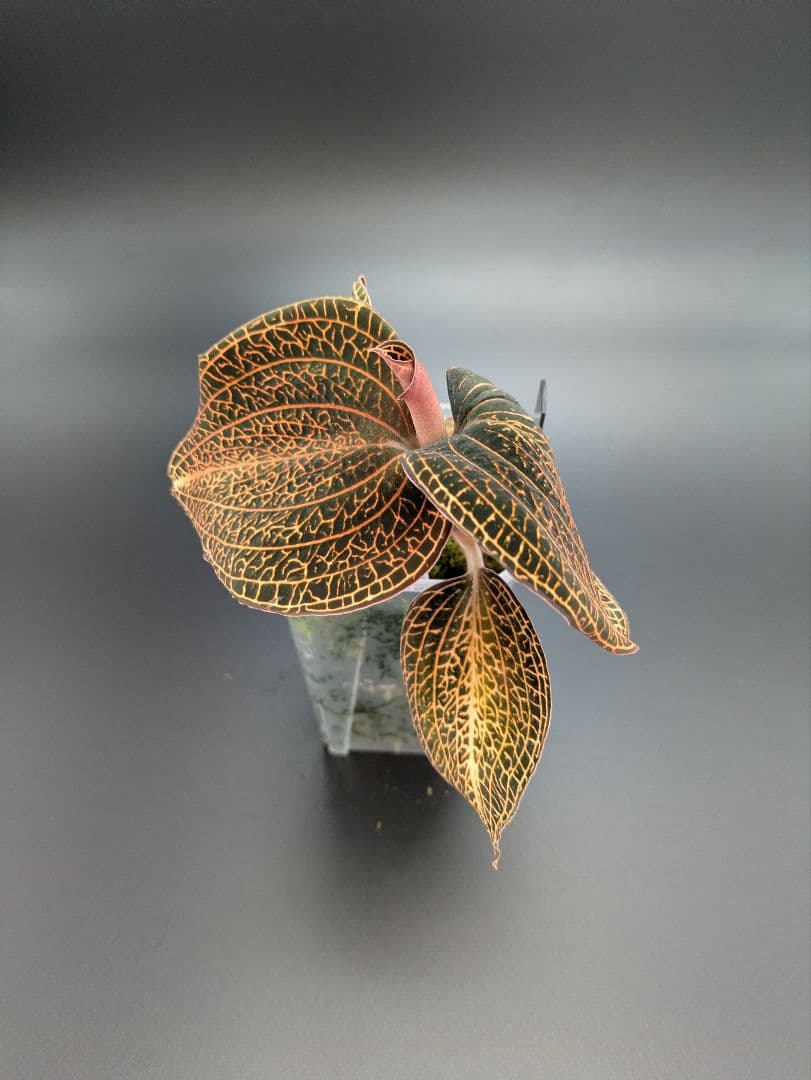 アネクトキルス ローズゴールド｜ドッシニア級サイズ｜巨大株｜ジュエルオーキッド