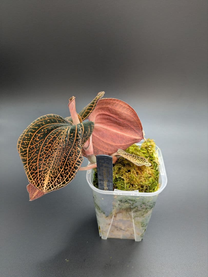 アネクトキルス ローズゴールド｜ドッシニア級サイズ｜巨大株｜ジュエルオーキッド