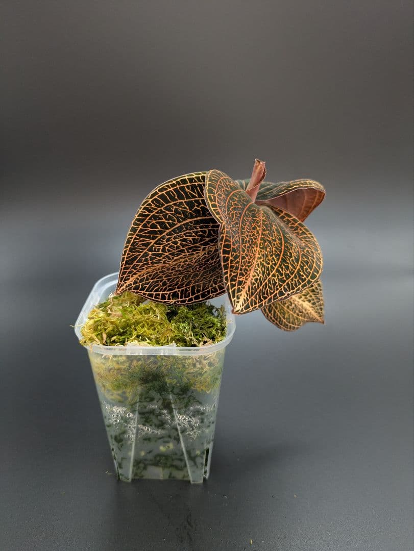 アネクトキルス ローズゴールド｜ドッシニア級サイズ｜巨大株｜ジュエルオーキッド