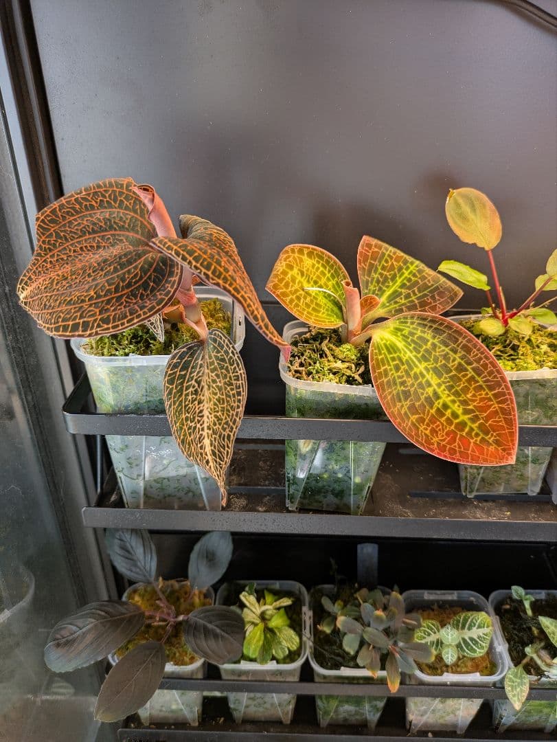 アネクトキルス ローズゴールド｜ドッシニア級サイズ｜巨大株｜ジュエルオーキッド