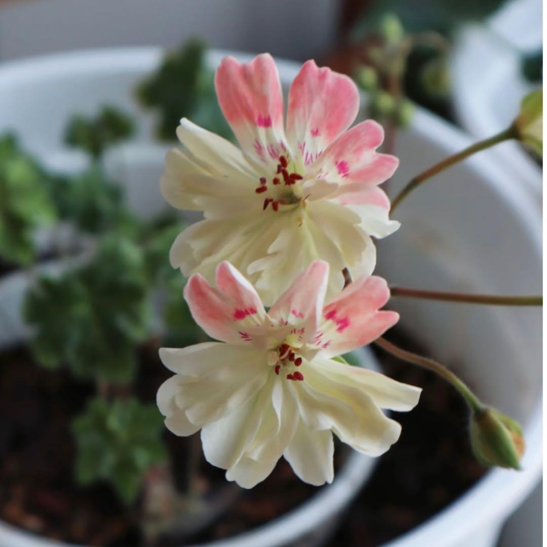 希少品種ゼラニウム　レア品種ゼラニウム　超珍しいゼラニウム　Tamara01