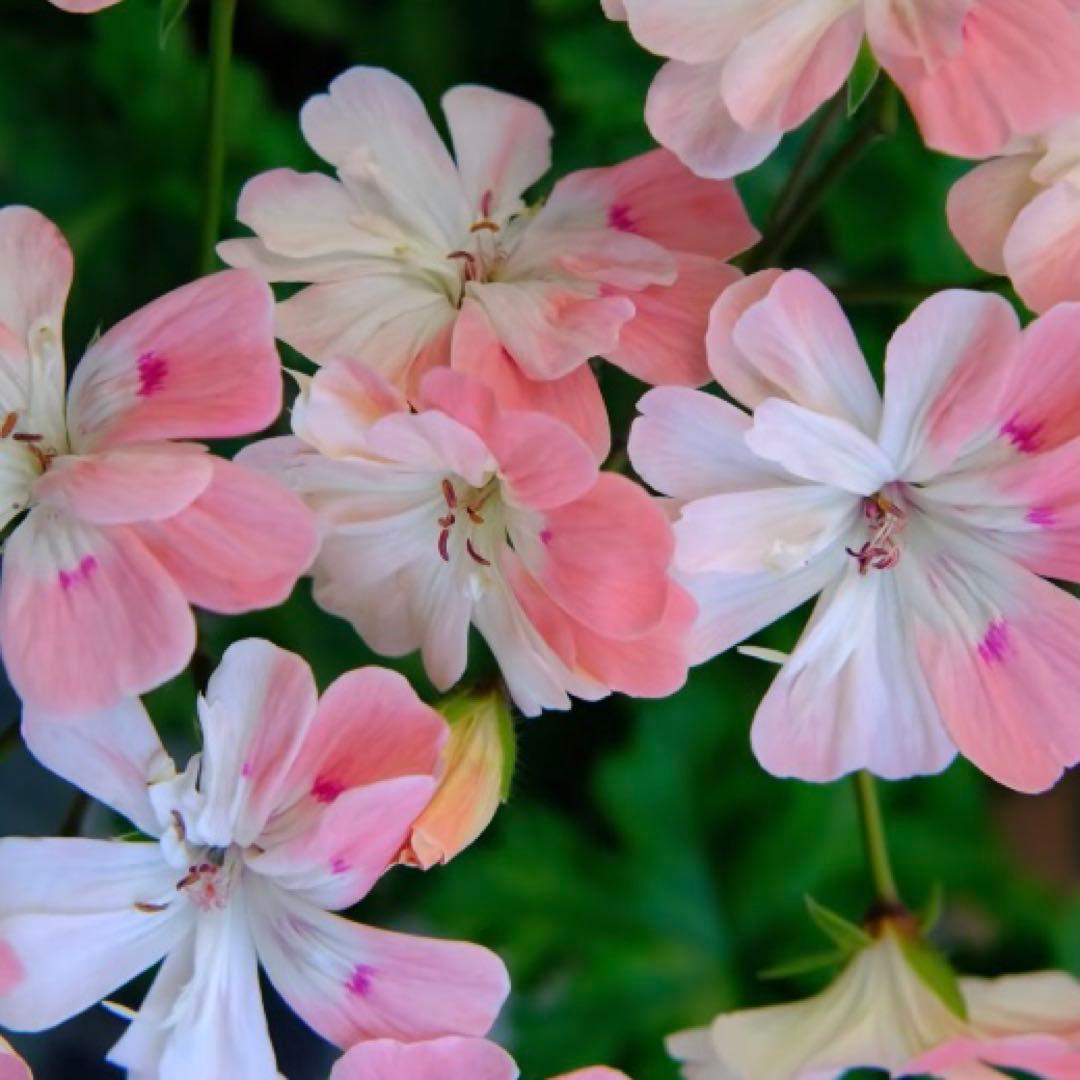 希少品種ゼラニウム　レア品種ゼラニウム　超珍しいゼラニウム　Tamara01